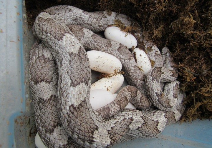 Gray Rat Snake